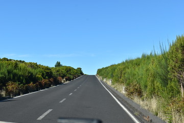Fototapeta premium On the way to the hiking at the Fairy forest in Fanal with ancient laurel trees in Madeira, Portugal