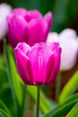 Fototapeta premium close-up of pink Tulips In the garden