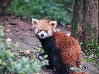 Obraz premium Red Panda On Alert