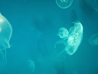 jellyfish in water © Montree