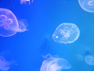 Obraz premium jellyfish in water