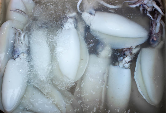 keep fresh preserve sqid on ice for seafood