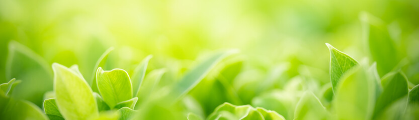 Nature of green leaf in garden at summer. Natural green leaves plants using as spring background cover page greenery environment ecology wallpaper