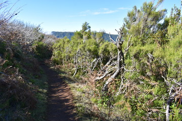 On the way to the hiking at the Fairy forest in Fanal with ancient laurel trees in Madeira, Portugal