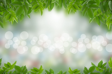 Obraz premium Green leaves in blurred and bokeh light background,Leaf and copy space