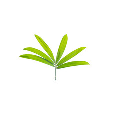 Green leaves in isolated white background,Clipping path