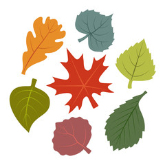 Vector image of autumn leaves. Maple, Elm, Birch, Aspen, Poplar, Oak, Linden