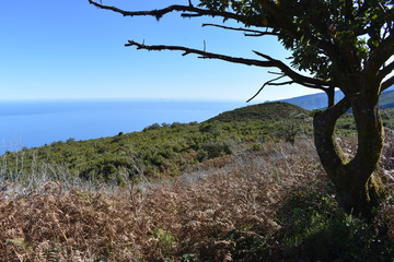 Hiking at the Fairy forest in Fanal with ancient laurel trees and the ocean in background in Madeira, Portugal