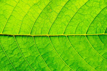 Fototapeta na wymiar Green Leaf Texture background with light behind.