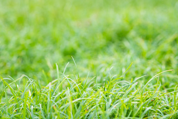 Grass and blur background green color