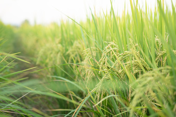 Rice in field conversion test at North Thailand,rice  growth nature,Grain green color