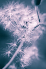 The blue dandelion
