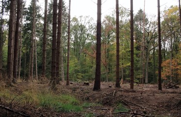 Unser schöner Tannenwald