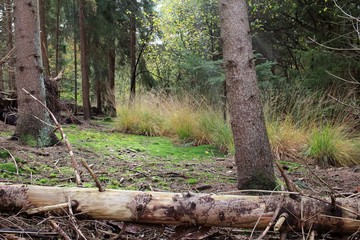 Der Naturwald