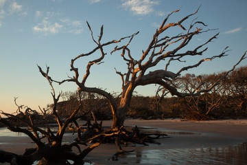 Dead tree against the sky on Driftwood Beach