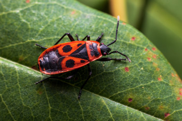red bug on a leaf