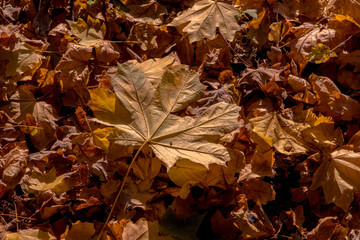 Dried, fallen leaves backlighted by natural sunlight.