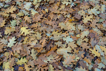 autumn leaves background