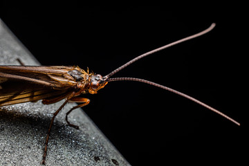 mosquito sucking blood extreme close up
