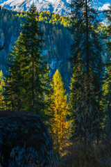 Dreamy colors and the magic of autumn. Dolomites in golden dress. Italy