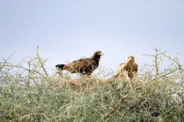 Tawny eagles close up. Serengeti National Park, Tanzania, Africa