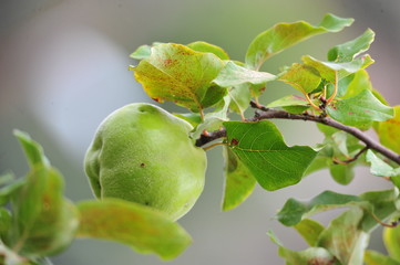 Fruit