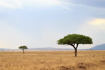 Fotobehang Afrika Serengeti National Park landscape, Tanzania, Africa  © elleonzebon