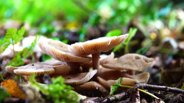 Group of inedible white mushroom close-up in the wood.