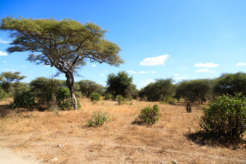 Fototapeta na wymiar Tarangire National Park landscape, Tanzania, Africa