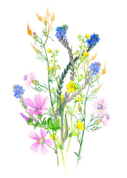 Bouquet of wild herbs and flowers on white background