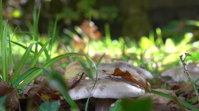 Inedible white mushroomwith a big gray hat close-up in the wood.
