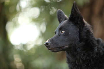 Naklejka premium Kroatischer Mischling