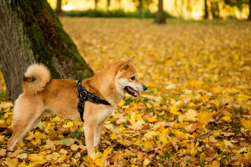 Shiba Inu male dog standing in the park during autumn season.