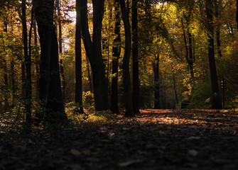 Obraz premium Herbstwald