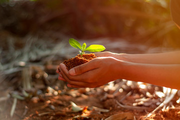 Young Woman holding green seedling on husk on her hand prepare for plant, side view with selective focus.