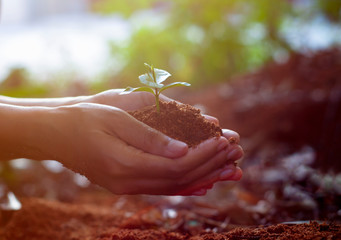 Young Woman holding green seedling on husk on her hand prepare for plant, side view with selective focus.