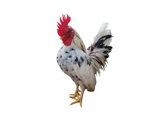 rooster isolated on white background