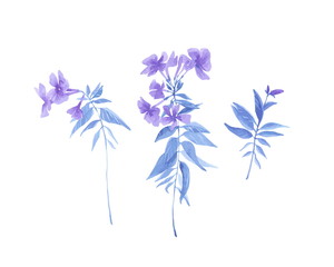 Fototapeta na wymiar Set of hand drawn watercolor painting phlox flowers. Vector floral botanical illustration isolated on white background. Rustic provence vintage style