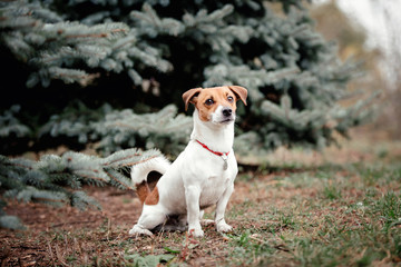 Jack Russell Terrier on a Foggy Autumn Morning