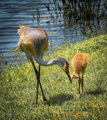 Baby Sandhill Crane with mother