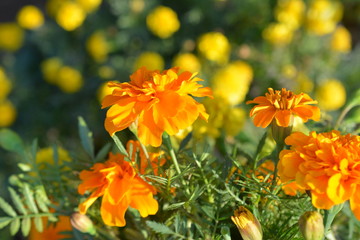 作物のコンパニオンプランツとして植えたマリーゴールド（フレンチ）花盛り、花、畑イメージ素材