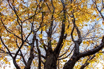 紅葉が始まった公園の木
