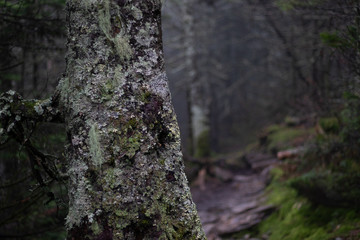 moss on tree