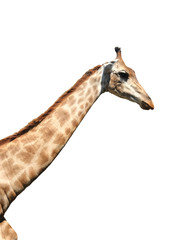 Fototapeta na wymiar giraffe isolated on white background