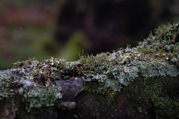 moss on tree