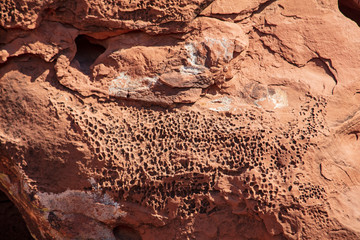 Coarse-grained sandstone laced with tafoni (holes caused by moving water) laces the surface found in Capitol Reef National Park, Utah