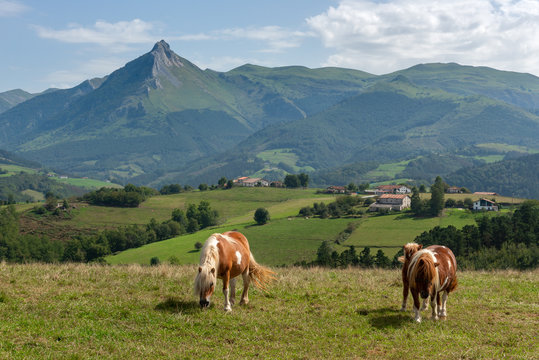 Horses grazing in a meadow, Goierri in Basque Country, Spain