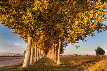 Naklejka premium Grove on a sunny autumn afternoon landscape. Golden colors leaves..