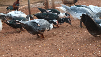 Pictures of several ducks on a farm