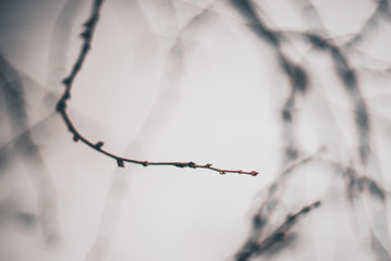 Bare branches in the winter forest. Selective focus. Beautiful bokeh.